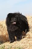 CHOW CHOW 011